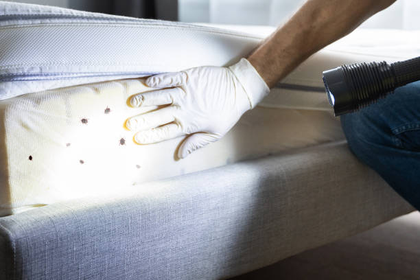 Best Mosquito Control Services  in Kings Grant, NC