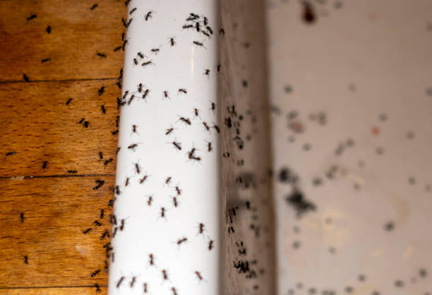 Best Cockroach Control Services  in Kings Grant, NC